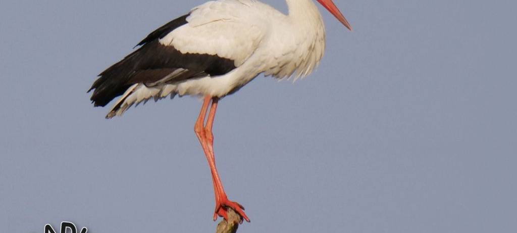 Die Störche in Hamm