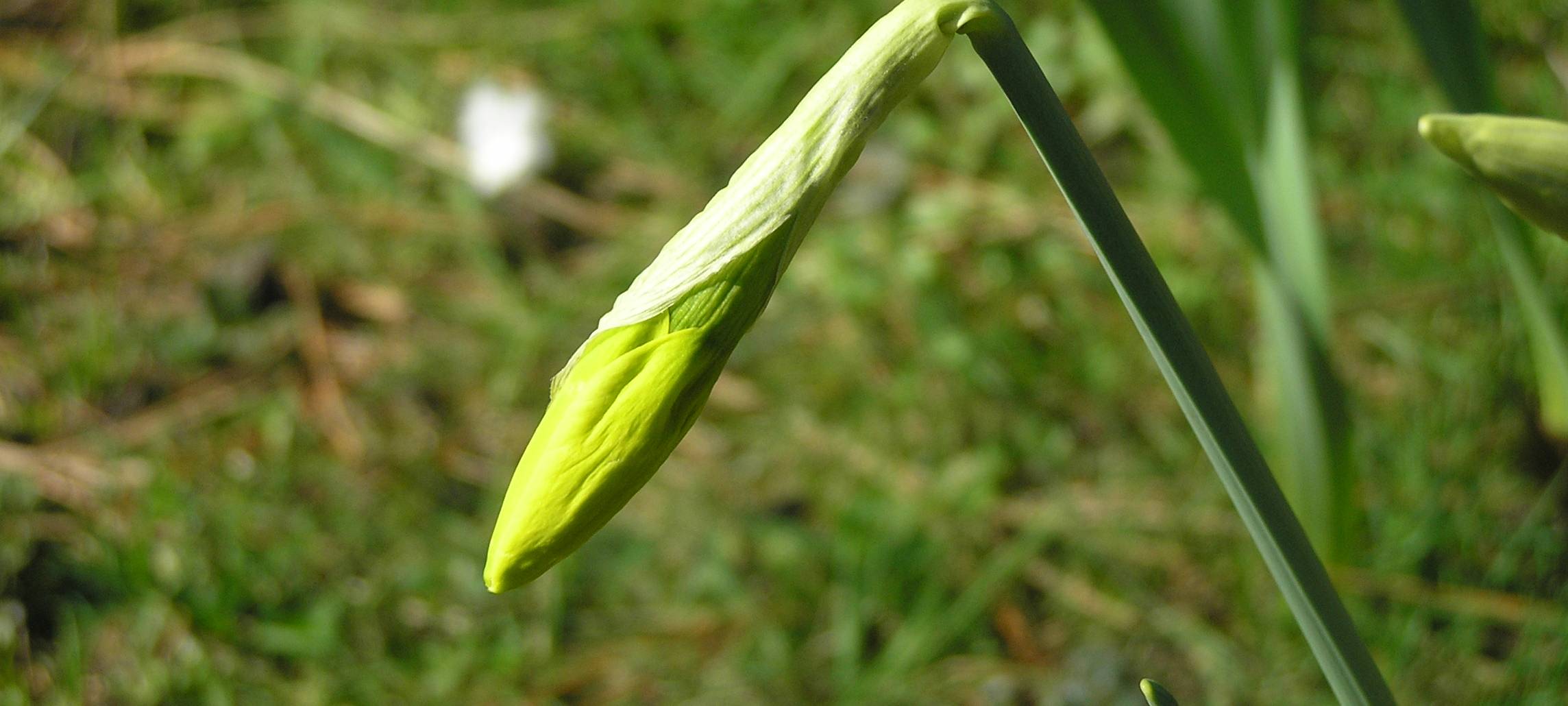 Knospe einer Narzisse