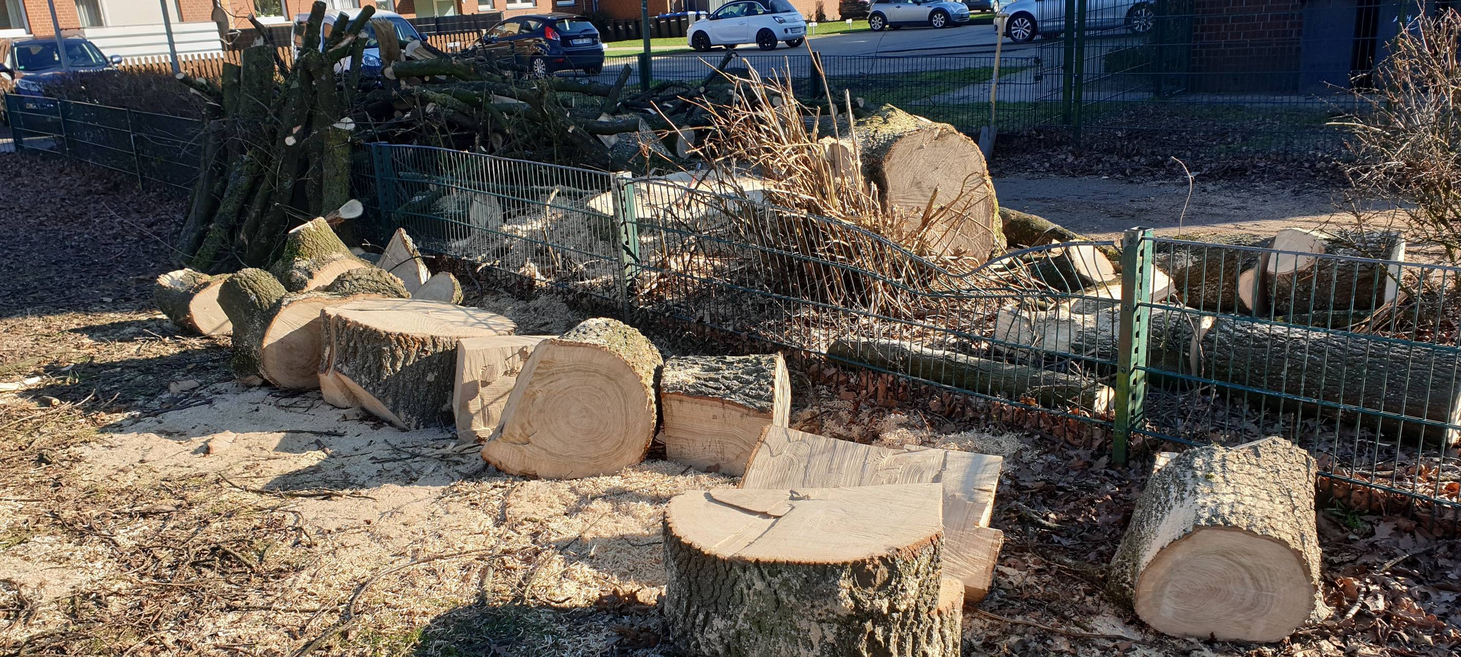 70 Jahre alte Eiche in Hamm lebt nicht mehr