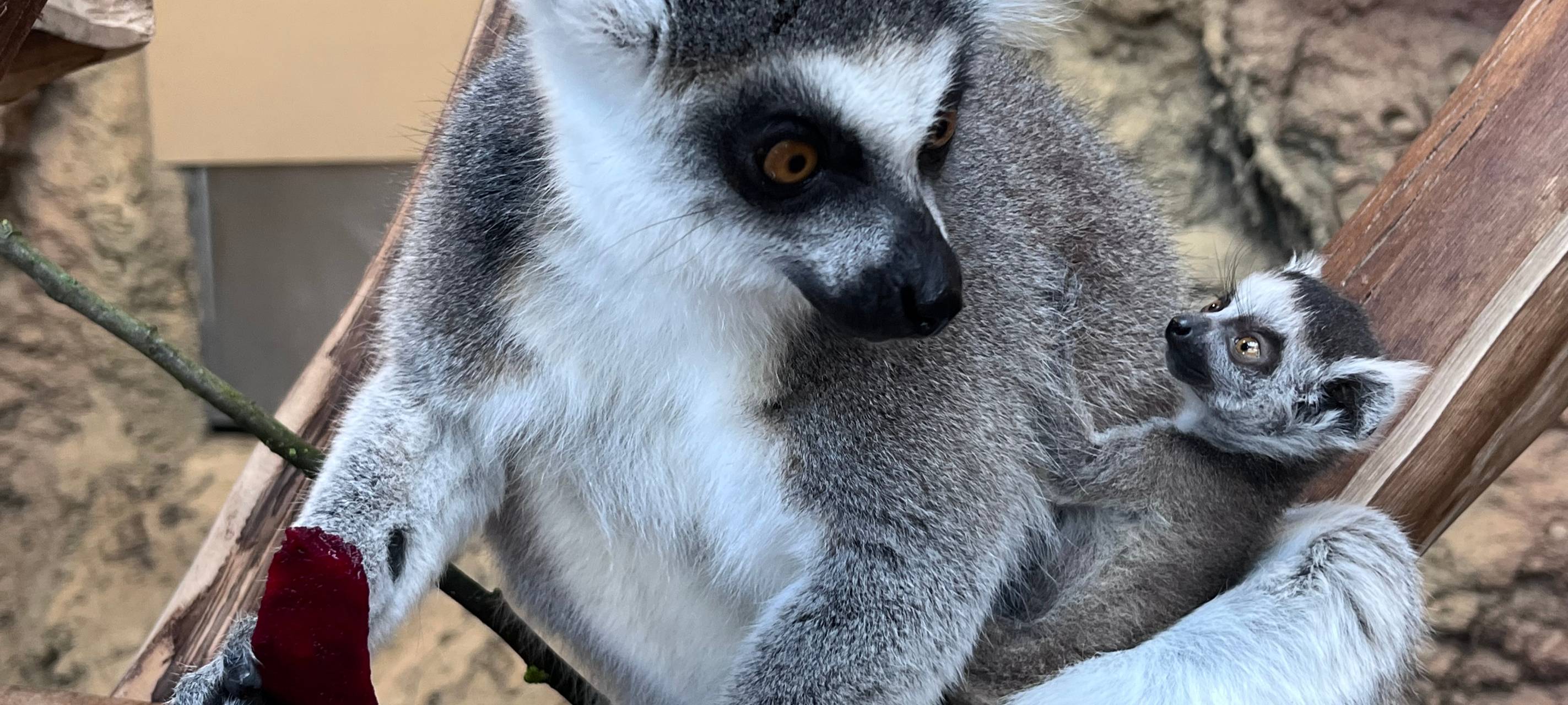 Katta-Babys im Tierpark in Hamm