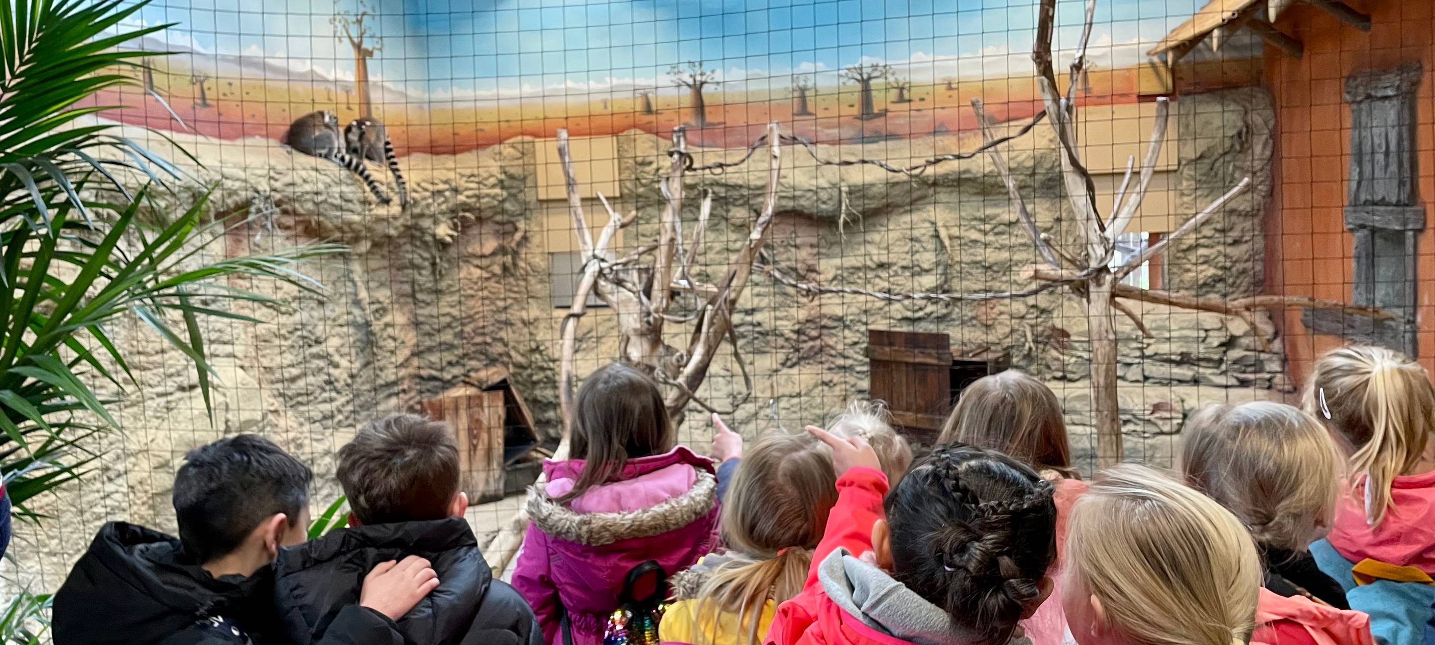 Eine Gruppe Schüler steht vor den Gehege der Kattas im Hammer Tierpark.