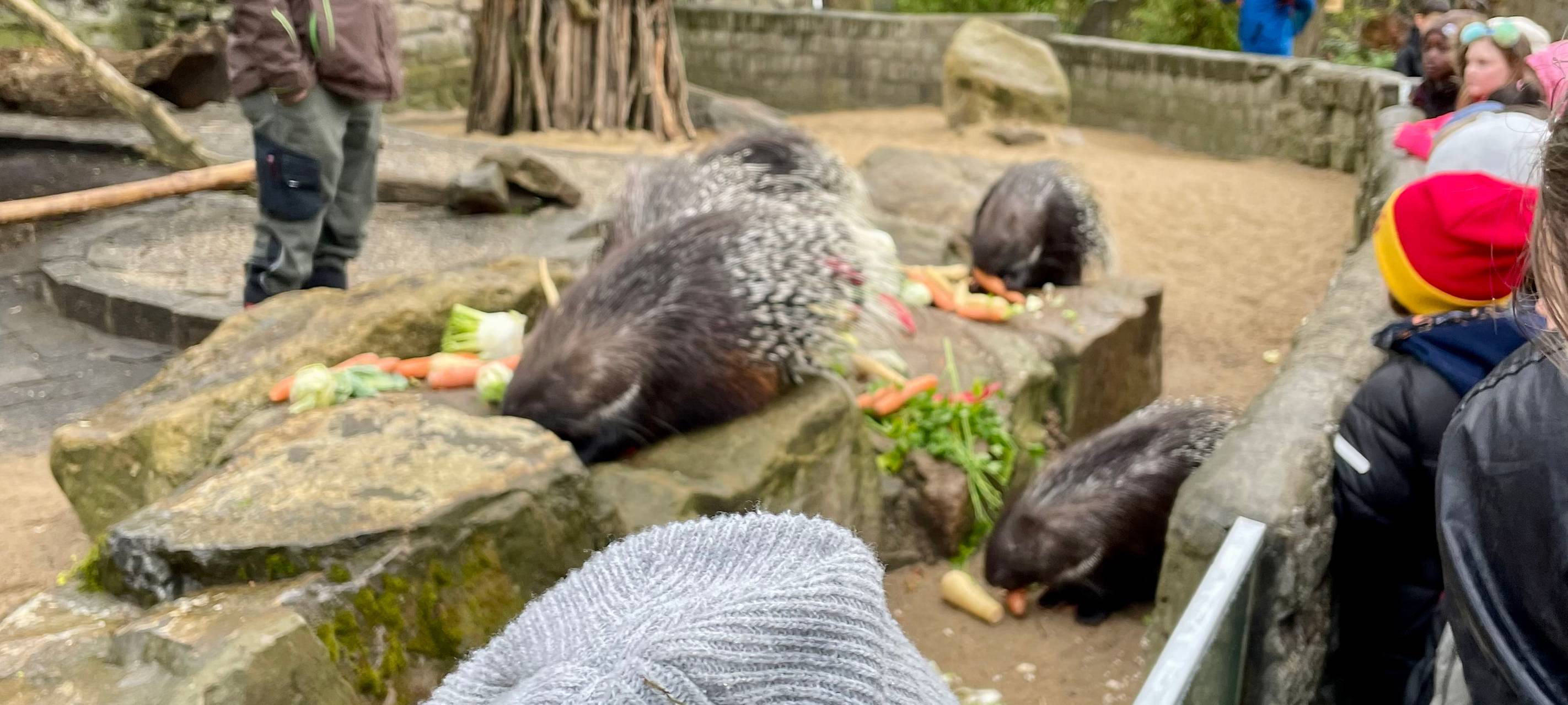 XXL-Schulausflug: Gebrüder-Grimm-Schule im Tierpark Hamm