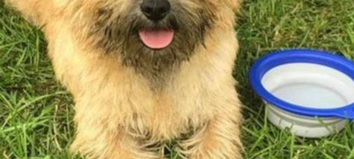 Skurriler Diebstahl aus Tierpension in Hamm. Mit happy end.