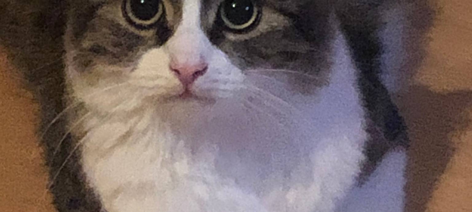 Große Not bei der Tiertafel in Hamm