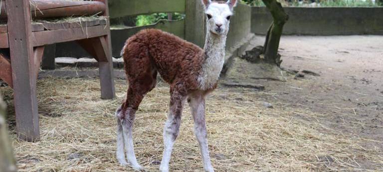 Nächstes Alpaka-Baby im Tierpark Hamm geboren