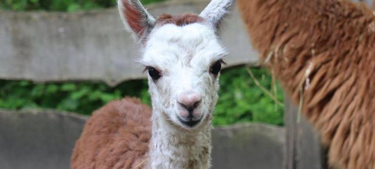 Alpakas im Tierpark Hamm bekommen neue Frisur