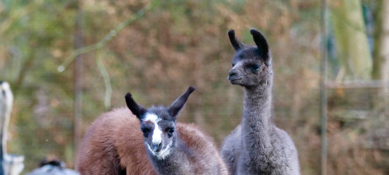 Der erste Tierparklauf