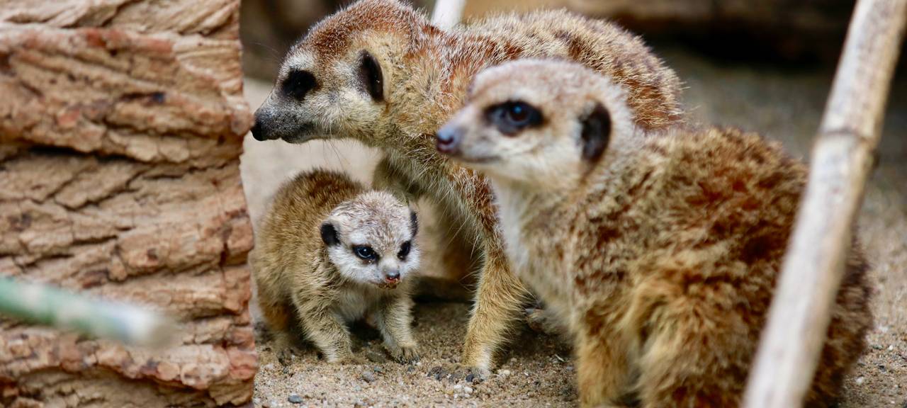 Öffnungszeiten an den Feiertagen