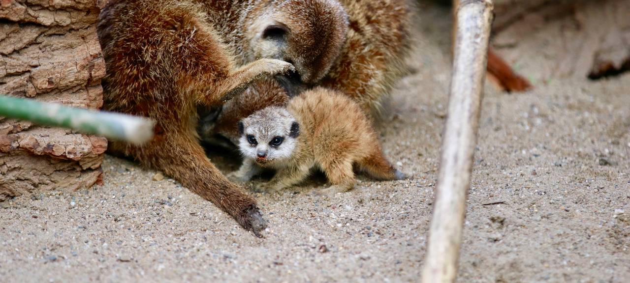 Tierpark hat Besucherobergrenze erreicht
