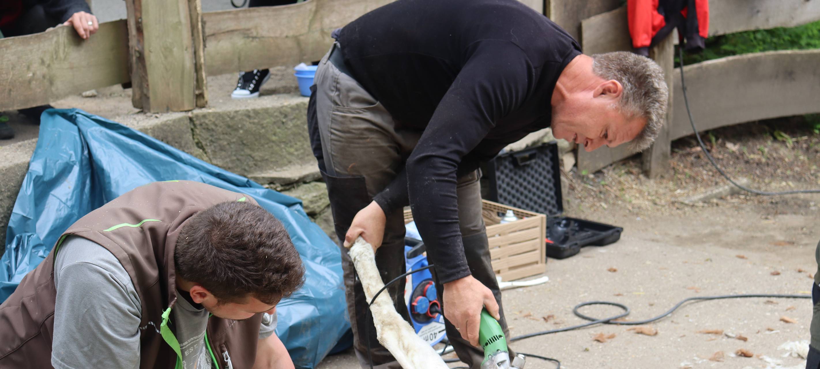 Neue Frisur bei Alpakas im Tierpark Hamm