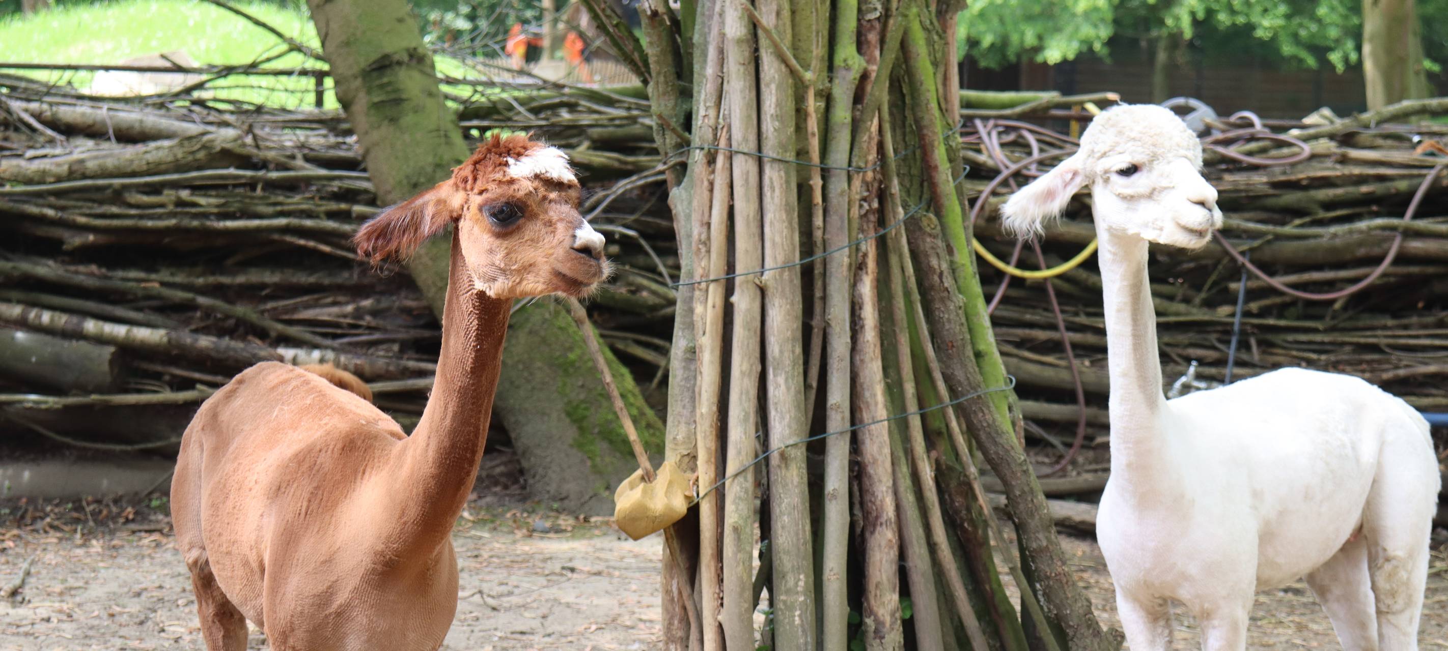 Neue Frisur bei Alpakas im Tierpark Hamm
