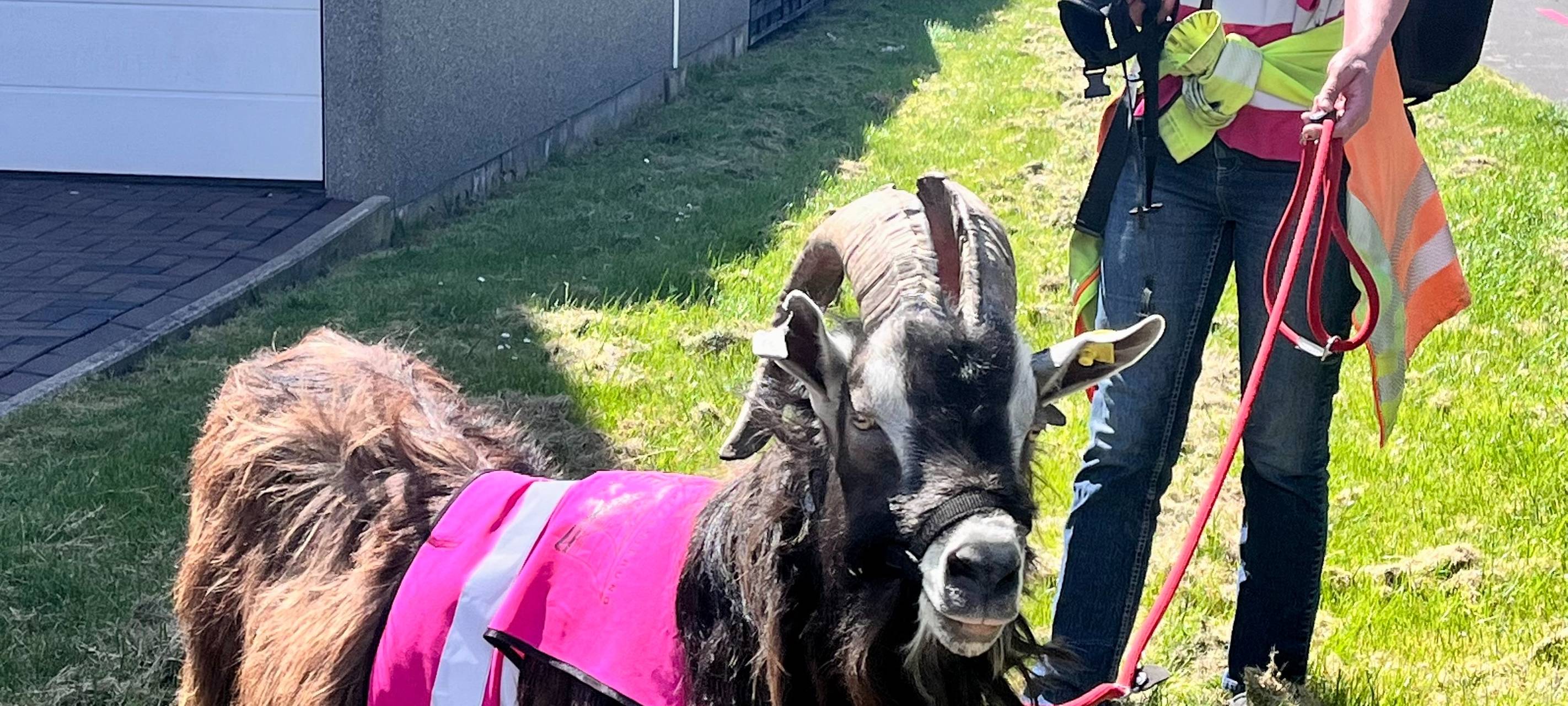 Kunstaktion "Die Strecke" begeistert in Hamm Bockum-Hövel