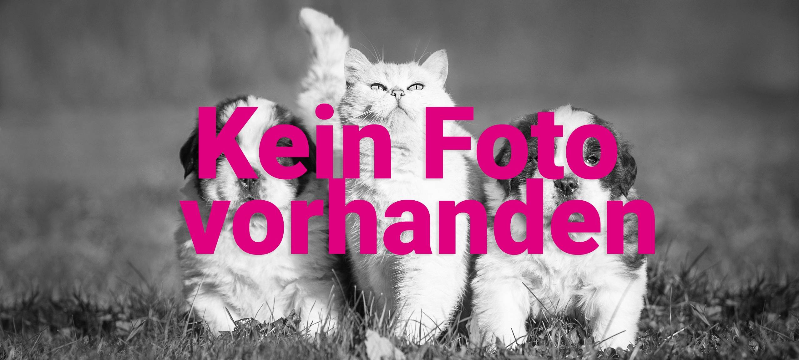 23.09.2024: Nymphensittich zugeflogen