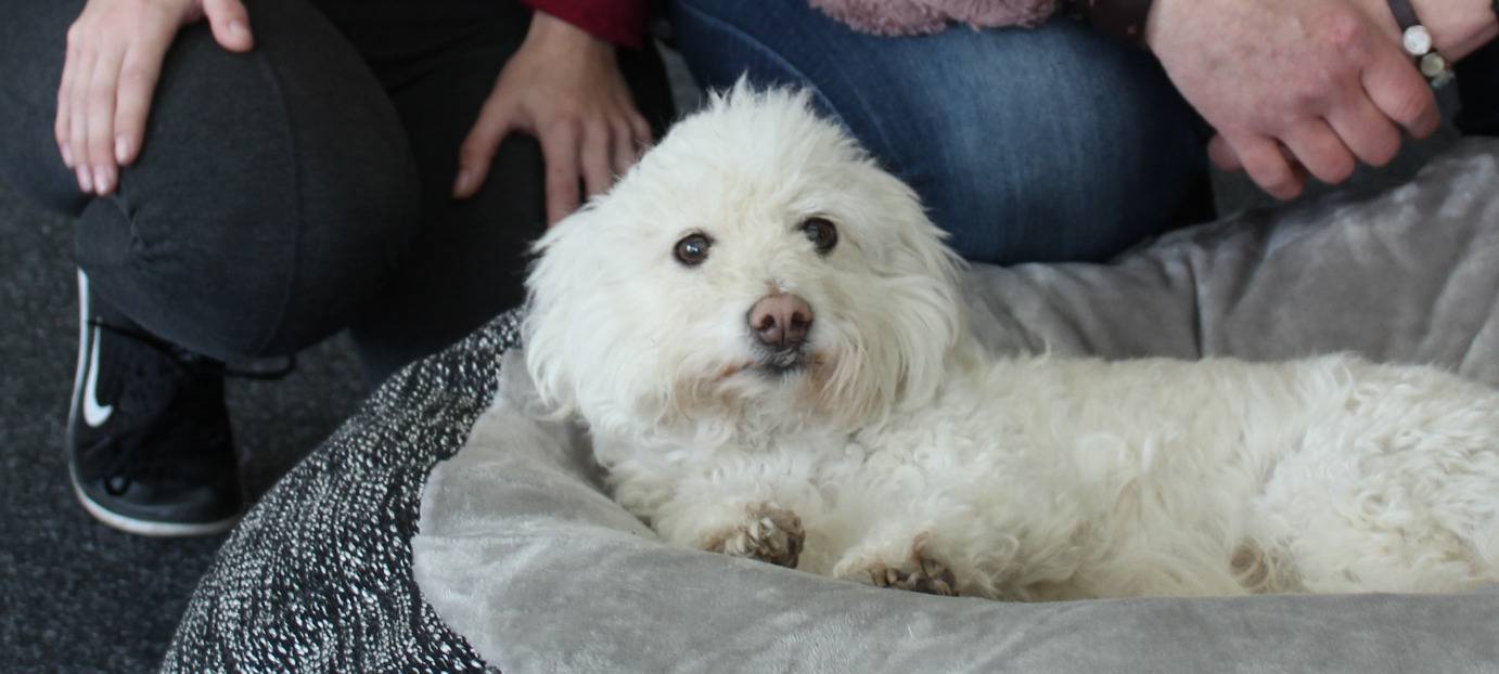 Nur das Beste für Bello und Minka