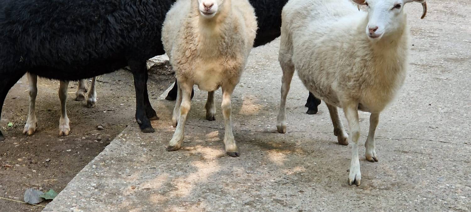 Mini-Tierpfleger im Tierpark Hamm