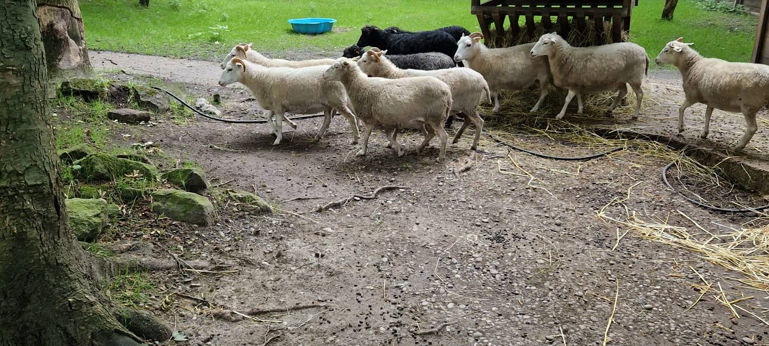 Mini-Tierpfleger im Tierpark Hamm