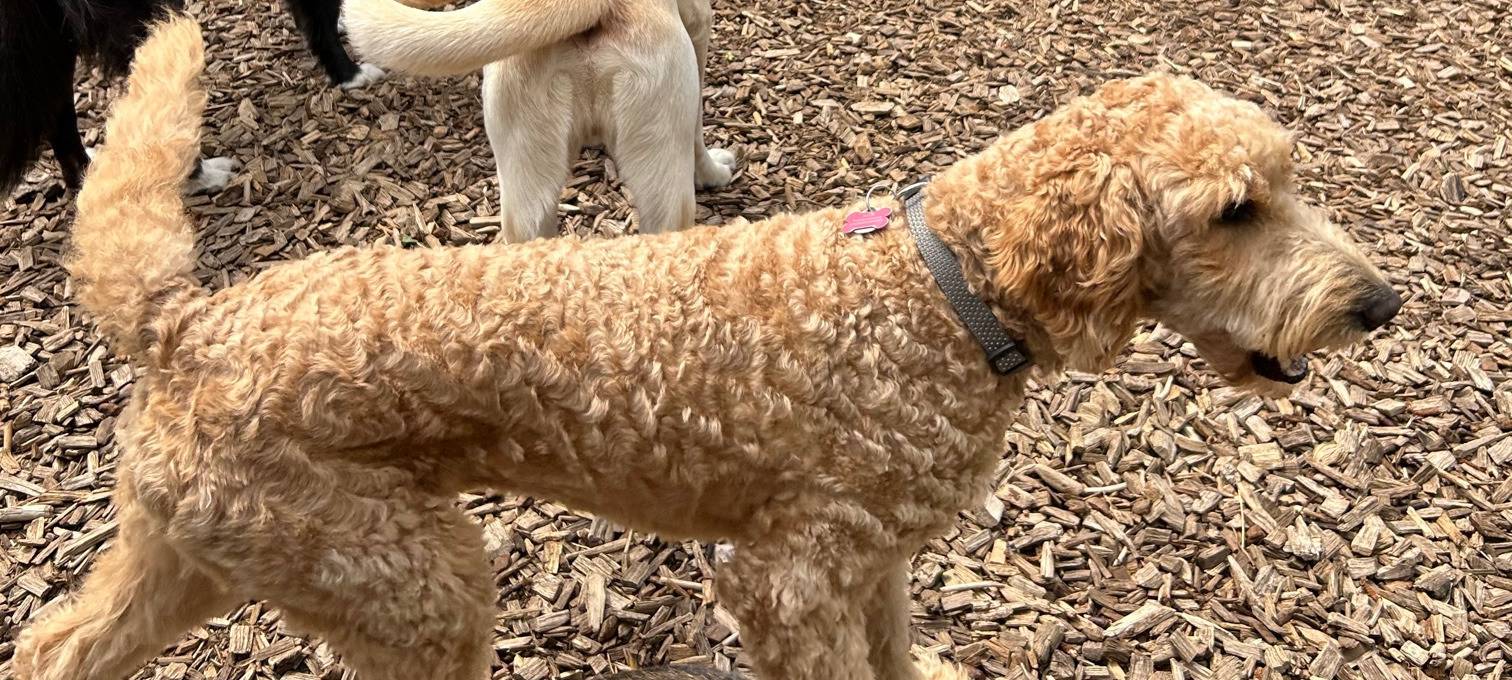 Tierpensionen in Hamm sind komplett ausgebucht