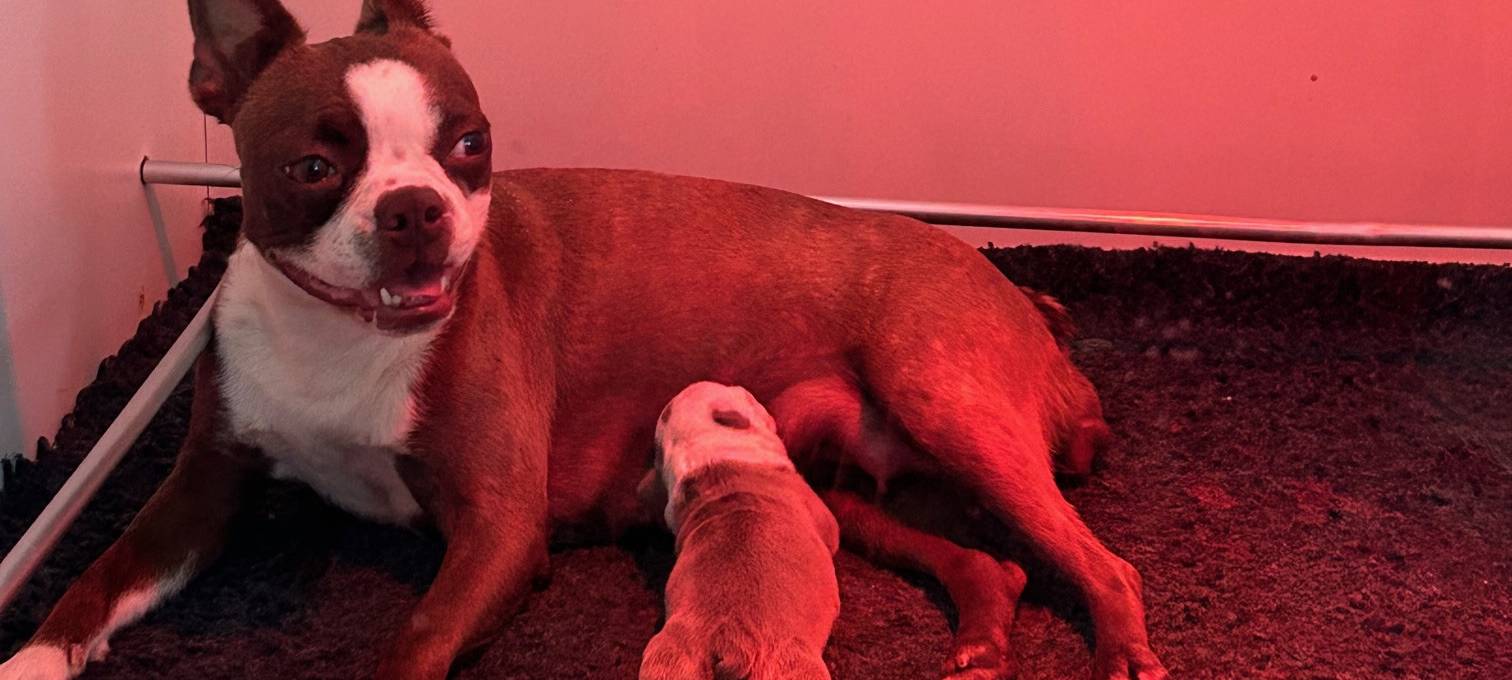 Tierpensionen in Hamm sind komplett ausgebucht