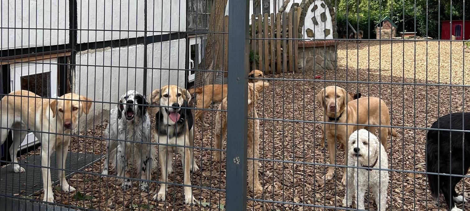 Tierpensionen in Hamm sind komplett ausgebucht