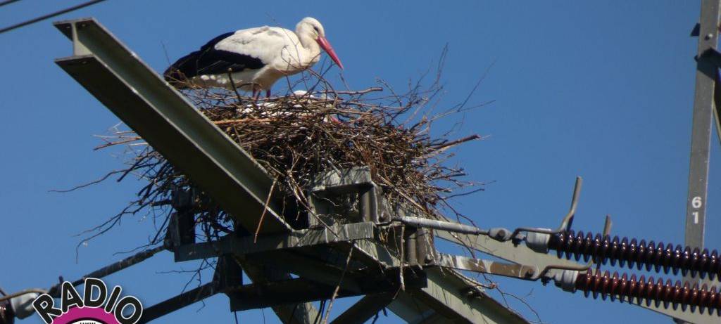 Die Störche in Hamm