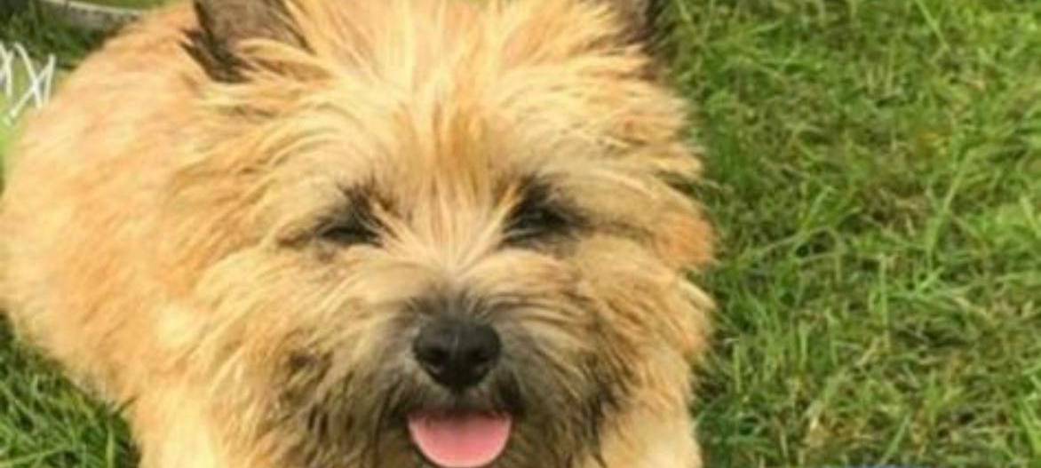 Polizei fasst Dieb der Hundedame Frieda aus dem Tierheim