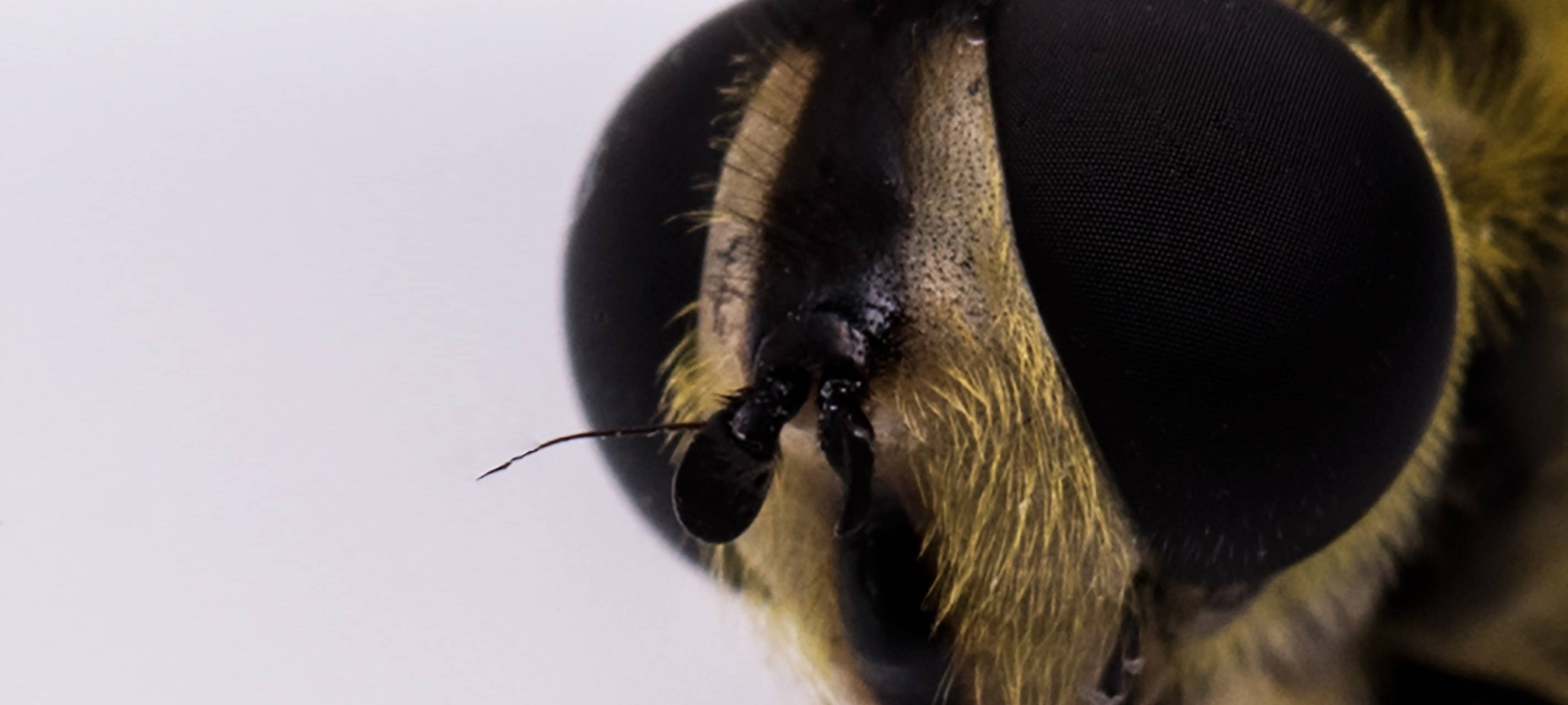 Sommer ist bei vielen Hammern die beliebteste Jahreszeit