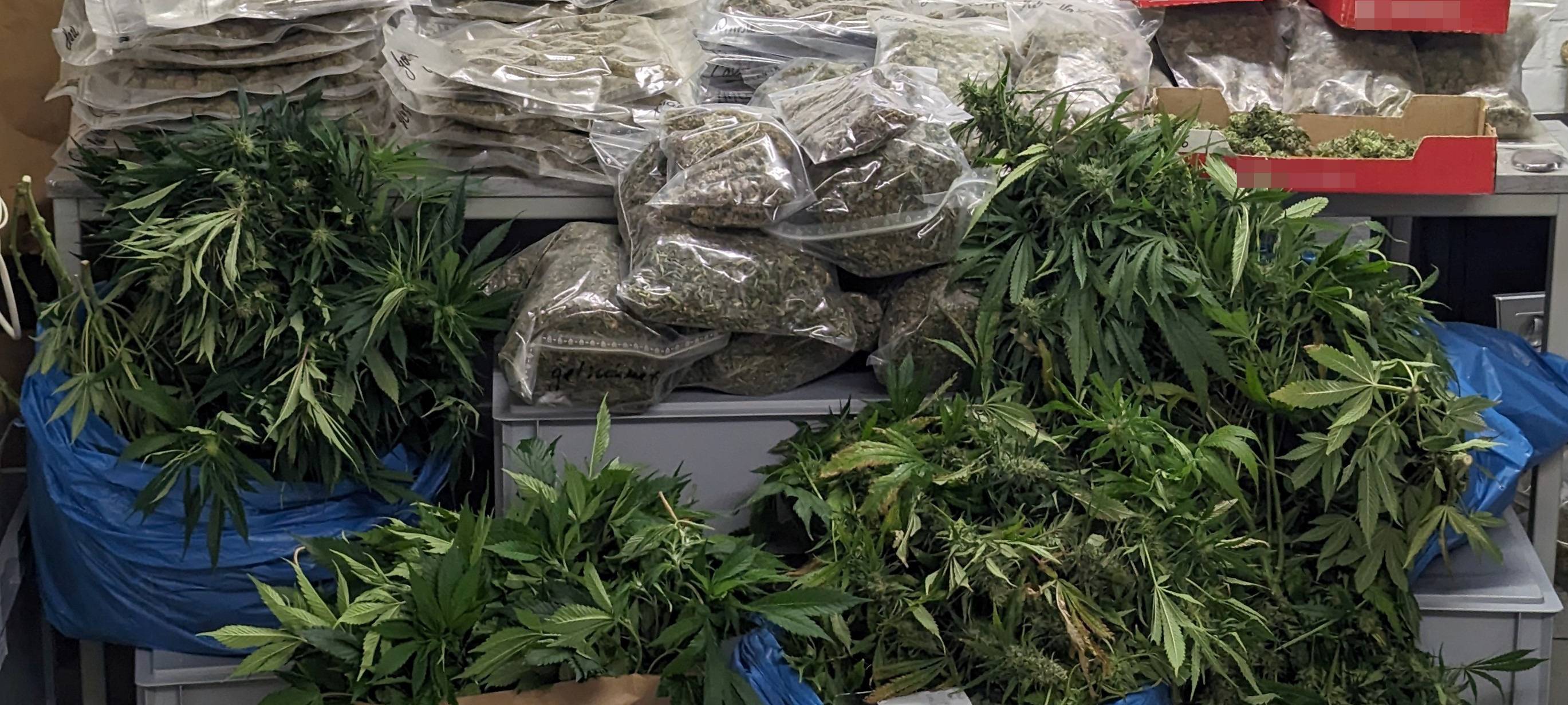 Professionelle Cannabis-Plantage in Hamm aufgeflogen