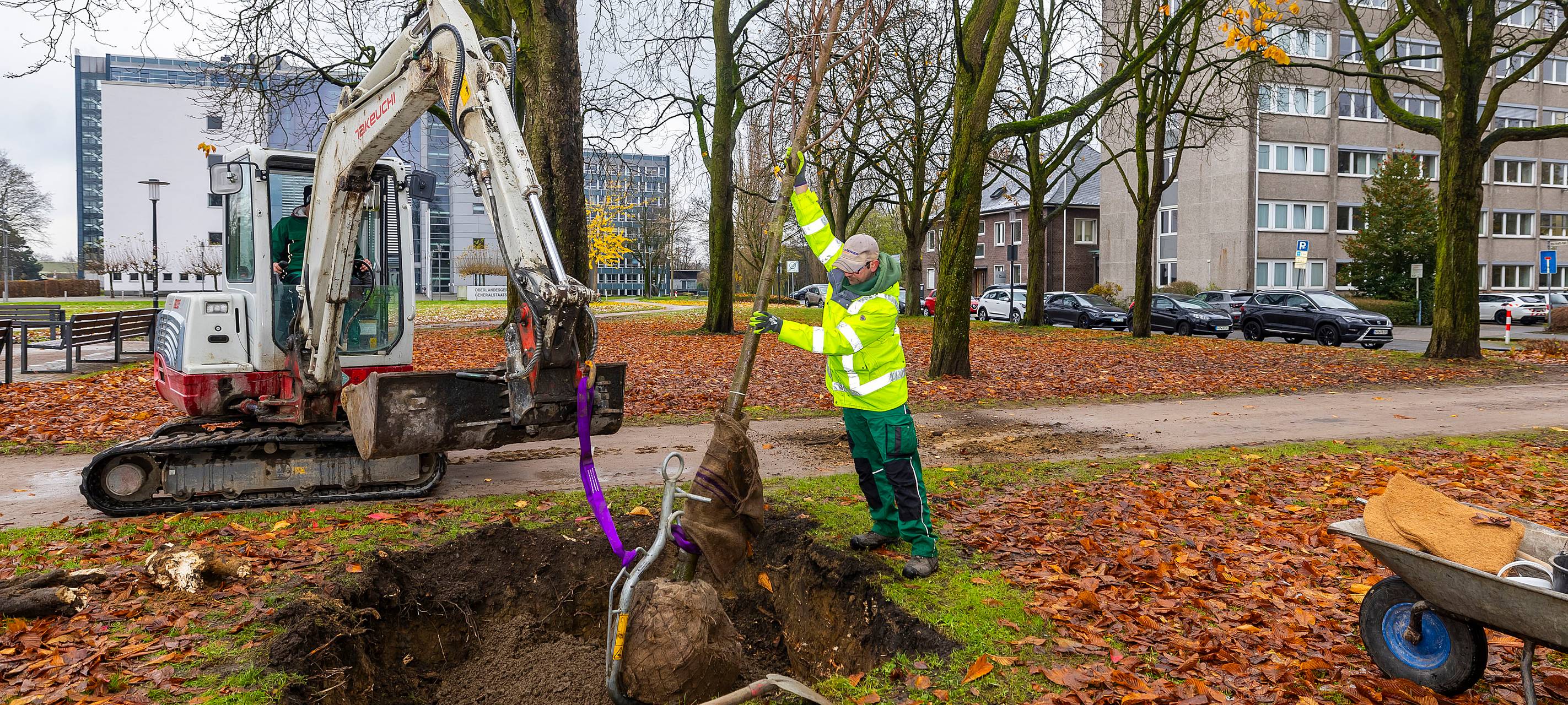 Neue Bäume für alten Platz in der Stadtmitte in Hamm