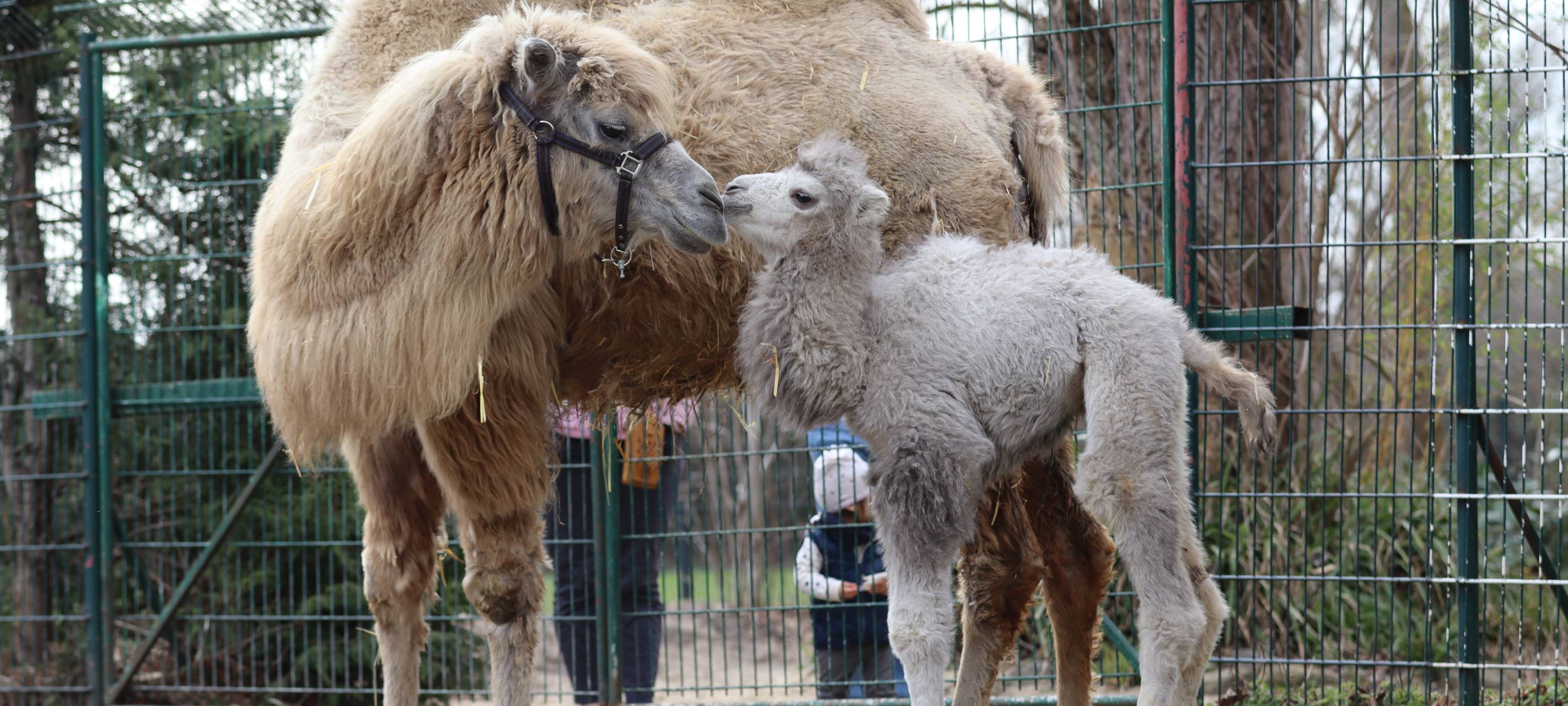 Trampeltier Nachwuchs Elvis kuschelt im Tierpark Hamm mit Mama Shakira.