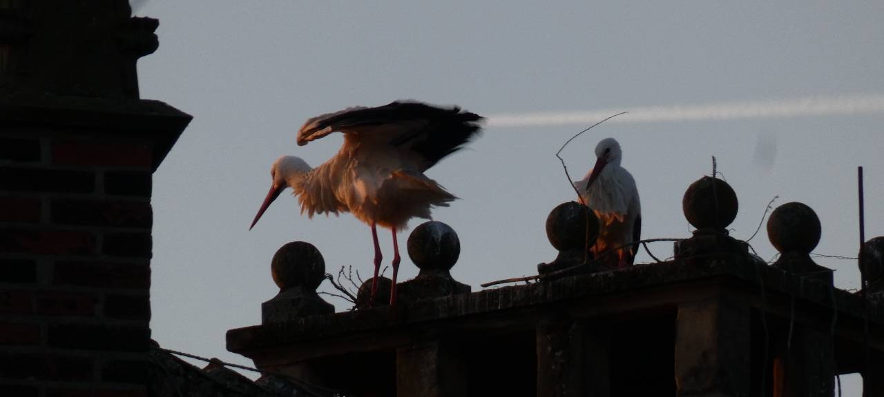 Die Störche in Hamm