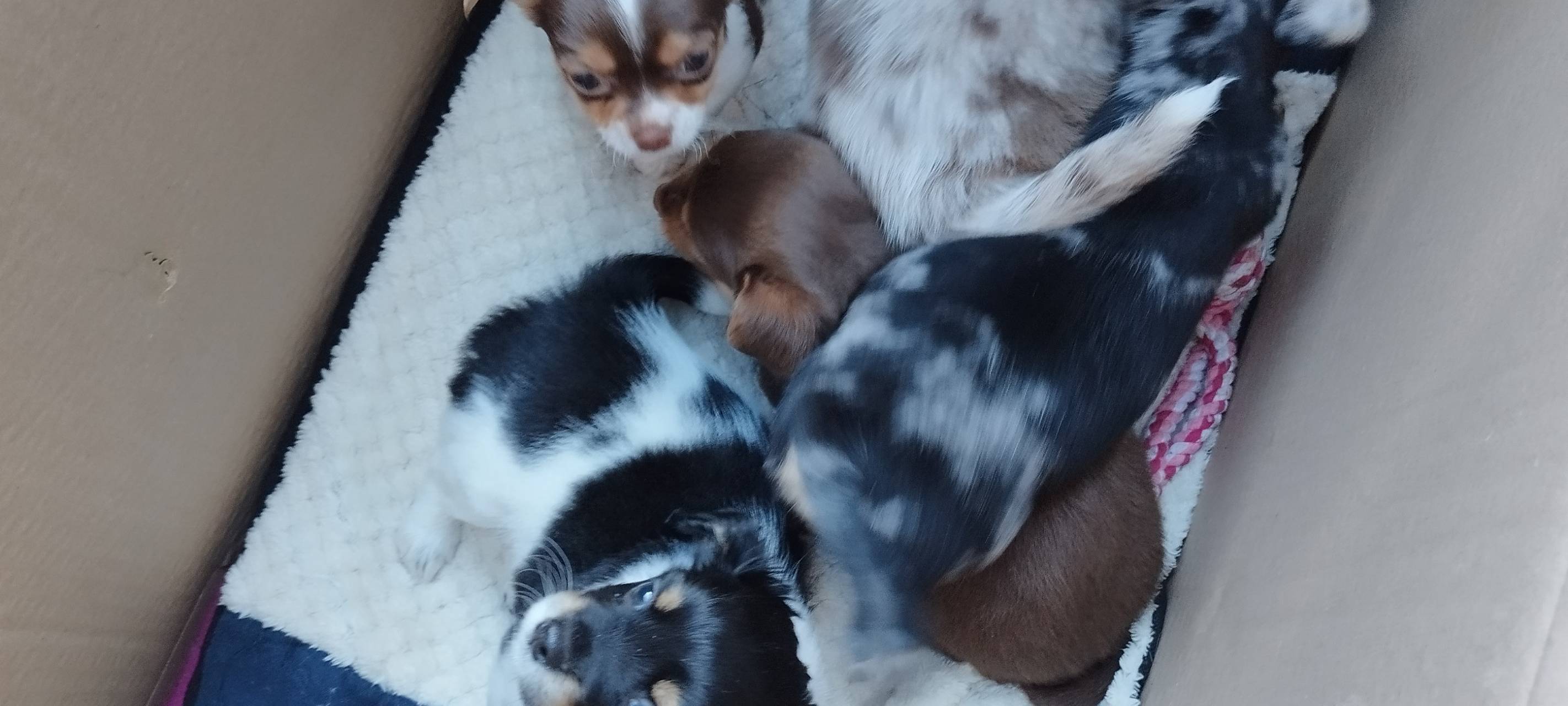 Ausgesetzte Hundewelpen im Pappkarton