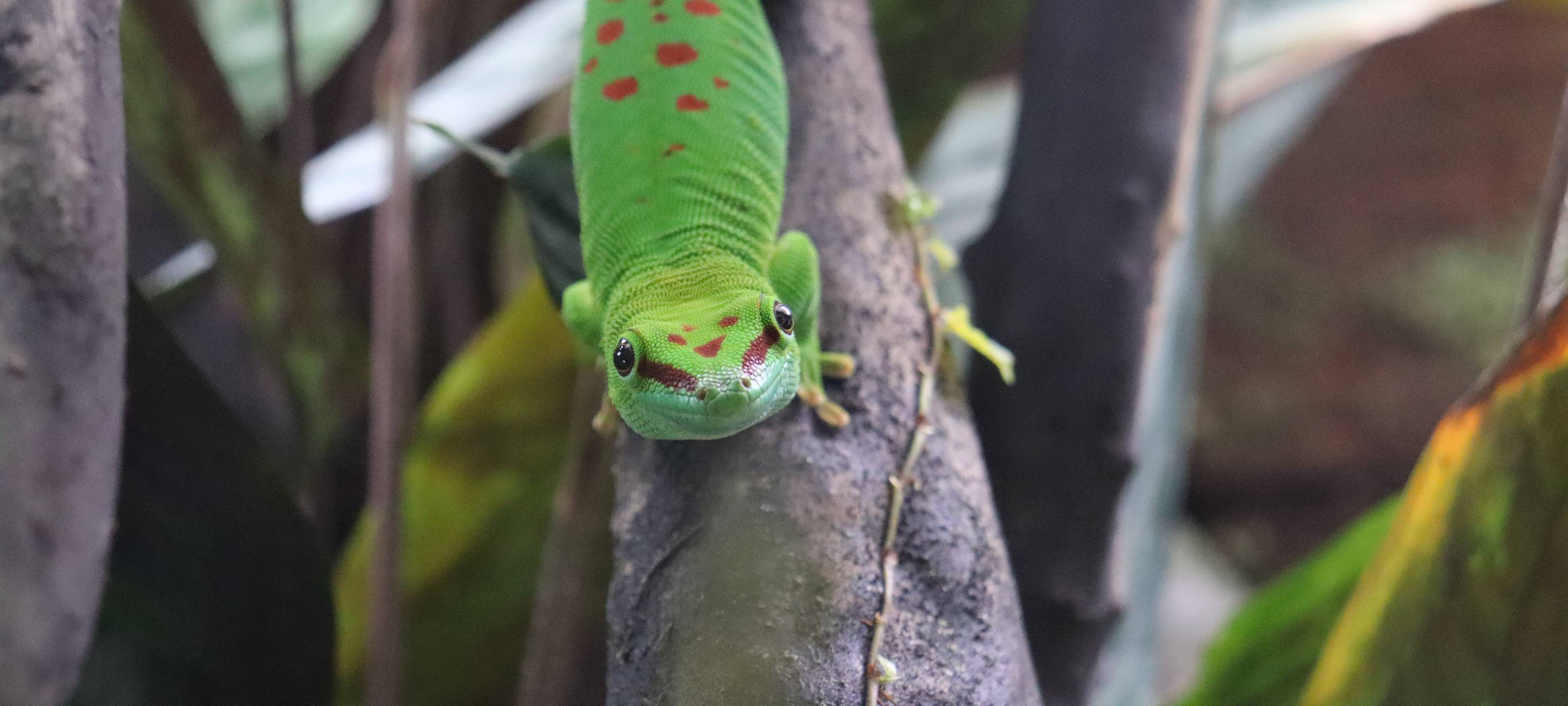 Zootier des Jahres auch im Tierpark Hamm