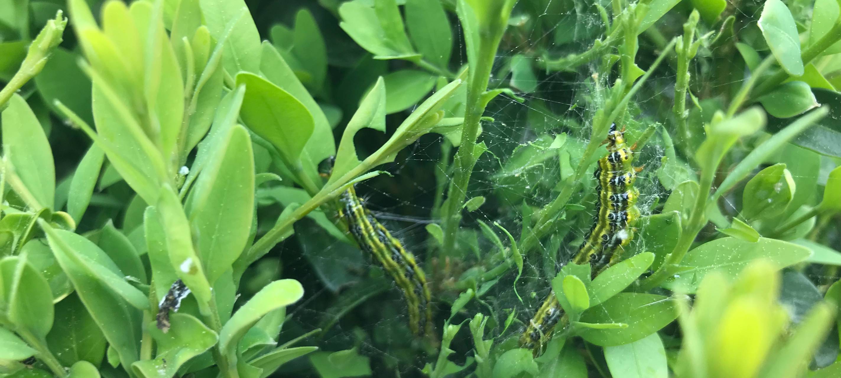 Spritzen gegen den Buchsbaumzünsler