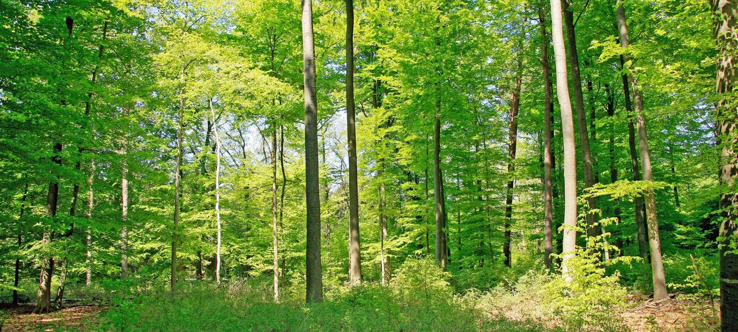 Die schönsten Hundestrecken in Hamm