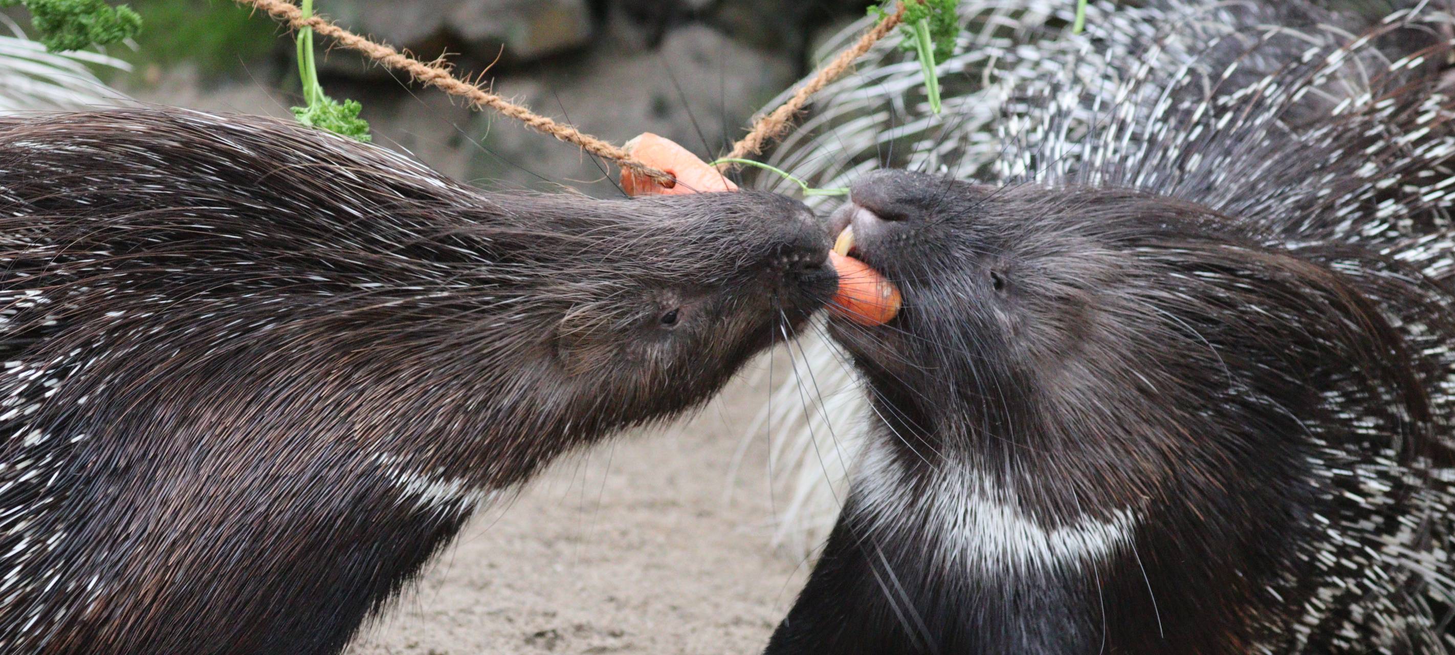 Stachelschweine Fütterung im Tierpark Hamm