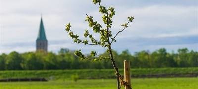 Symbolbild Baumpflanzungen in Hamm