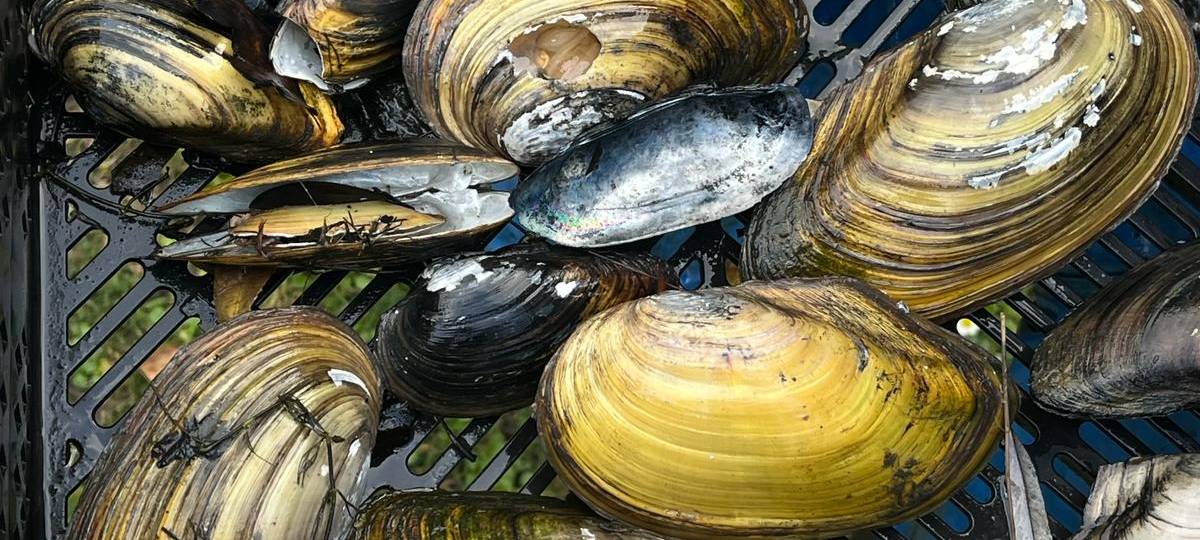 Muscheln aus dem Kurparkteich