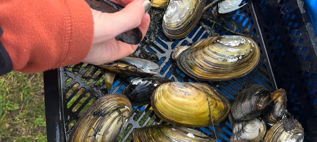 Muschel-Evakuierung im Kurpark Hamm