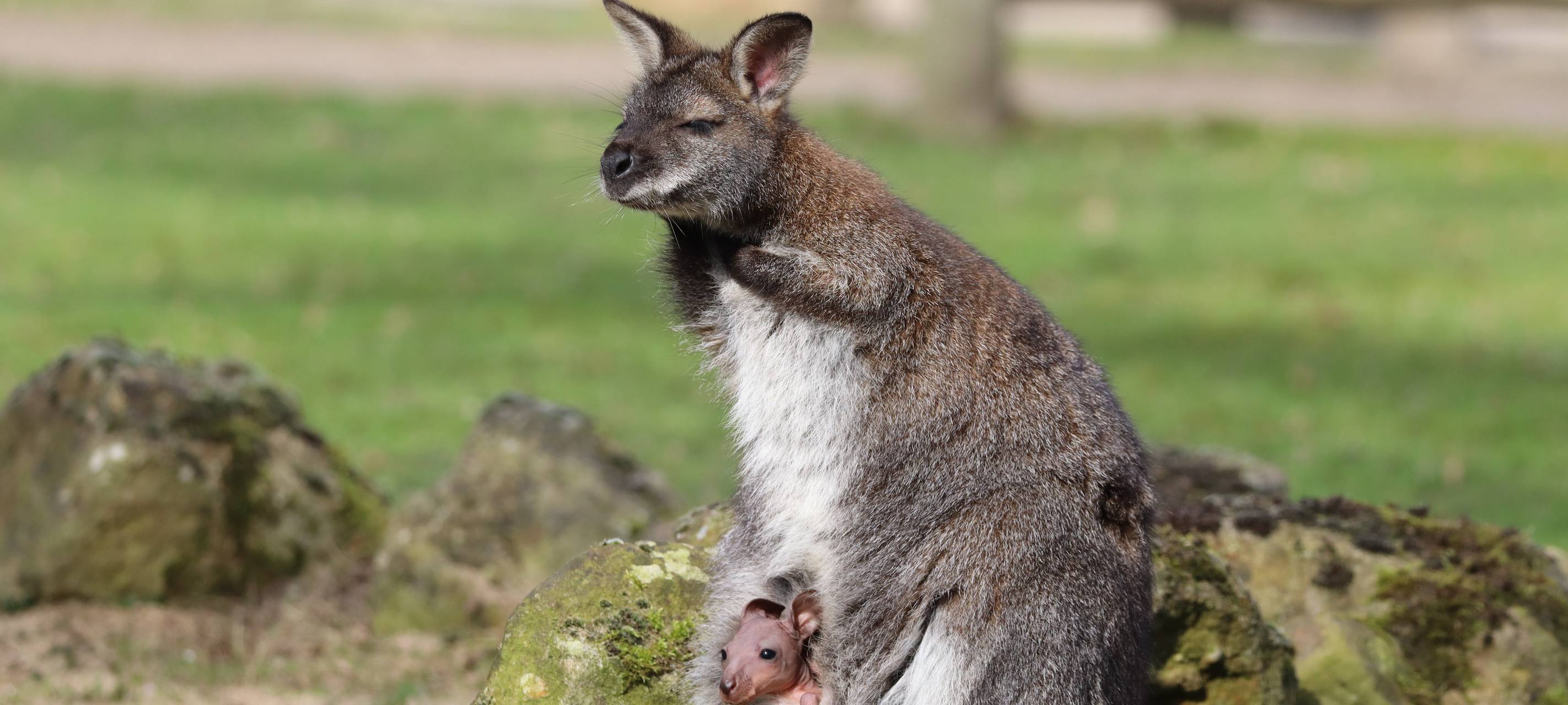 Ein kleines Bennett-Känguru schaut aus dem Beutel seiner Mutter.