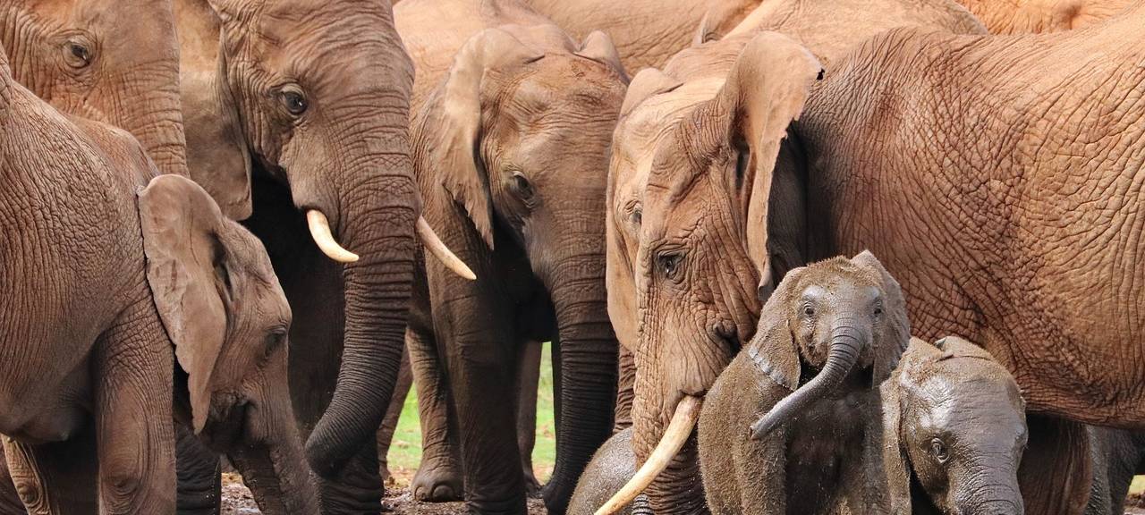 Symbolbild Elefantenherde