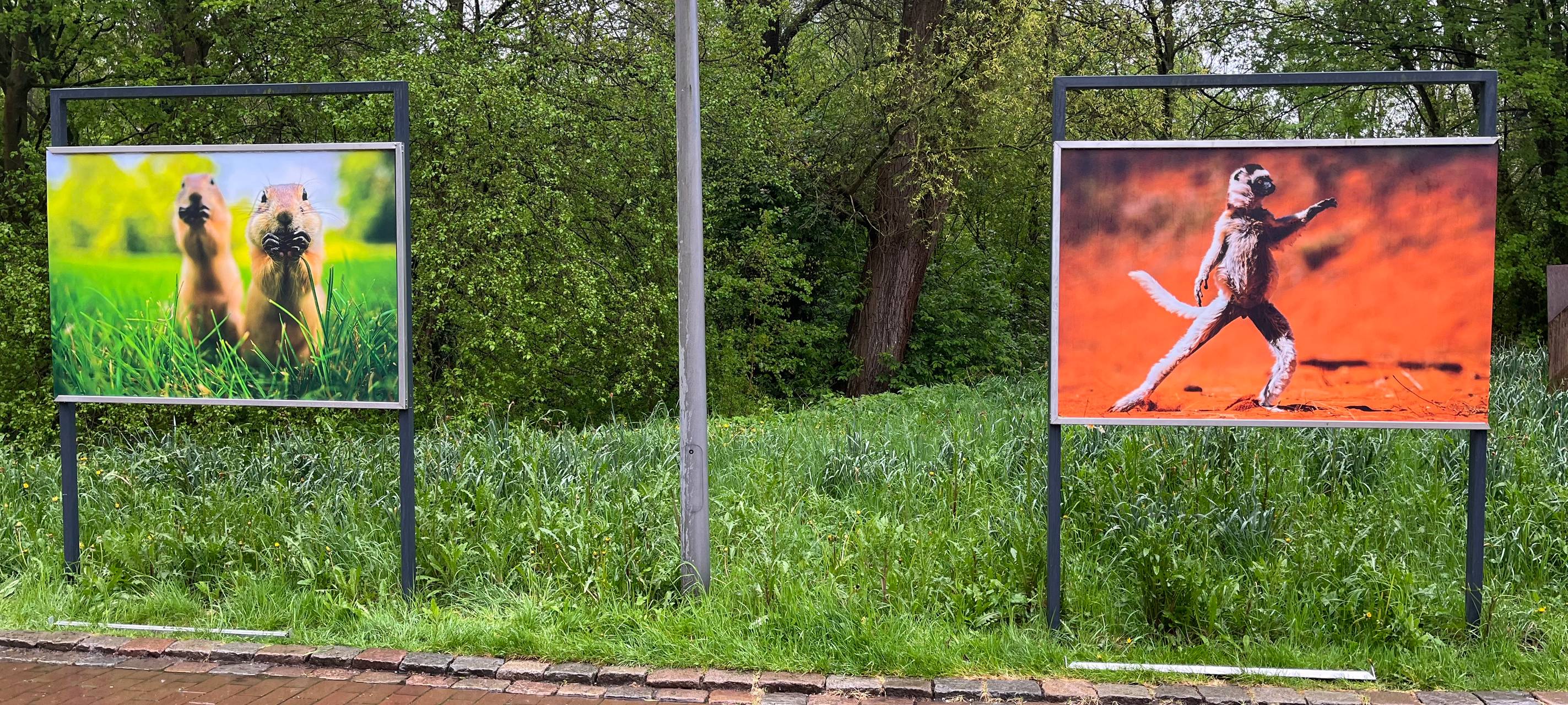 Maxipark Hamm zeigt lustige Tierfotos in neuer Ausstellung