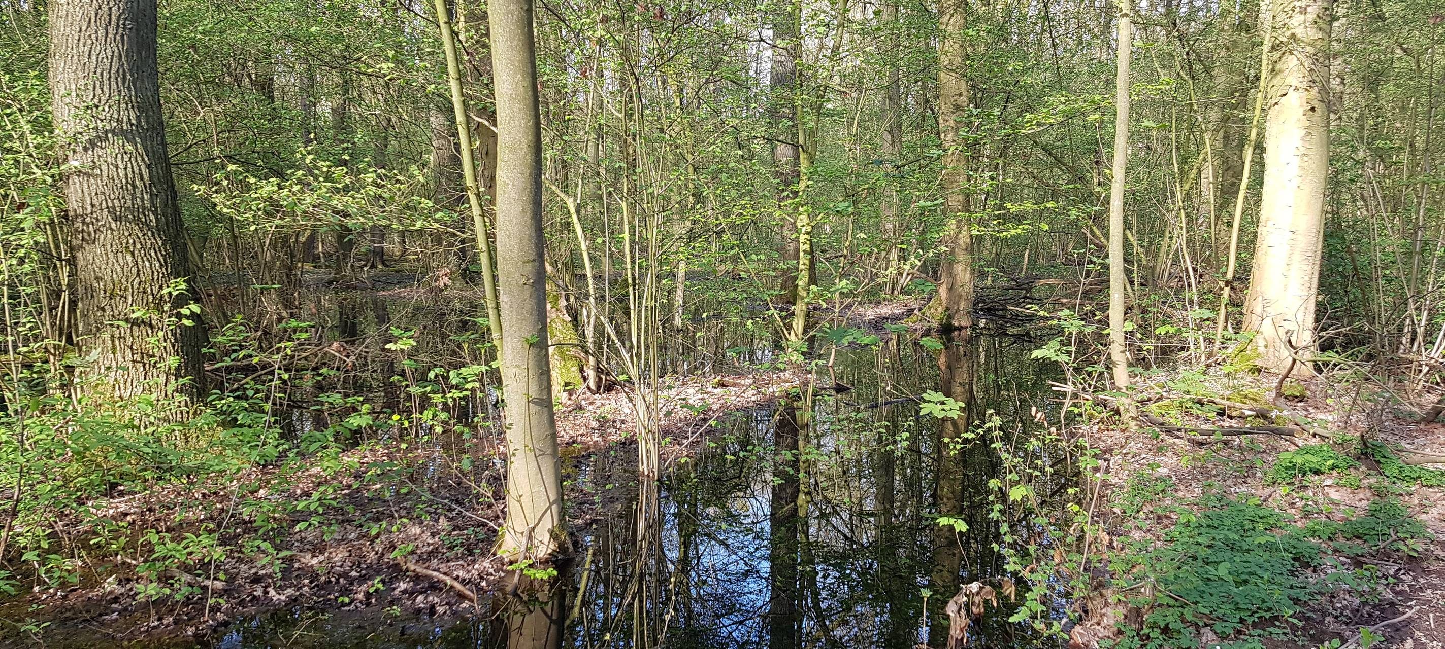 Nasse Wälder in Hamm