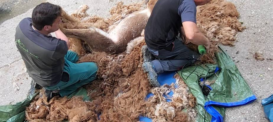 Wenig Alpaka in der ganzen Wolle