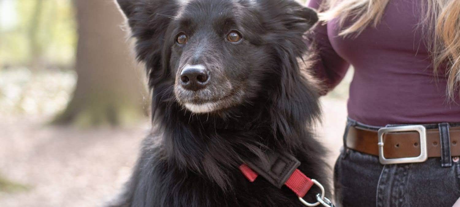 Einnahmen bei Hundesteuer in Hamm steigen wieder