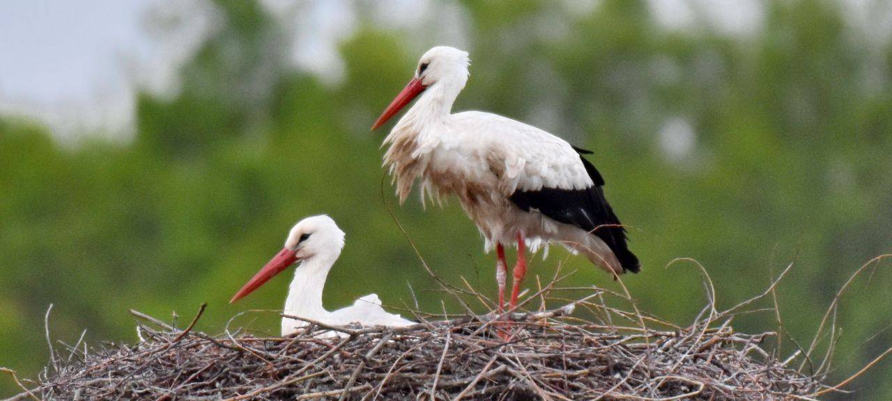 Die Störche in Hamm