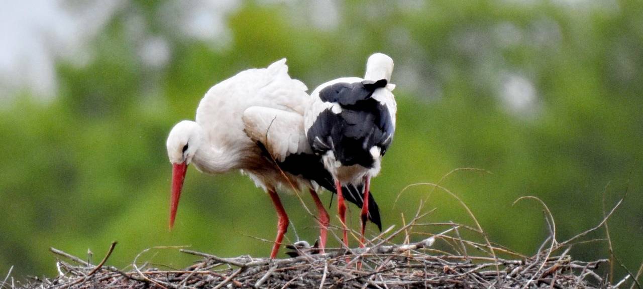 Die Störche in Hamm