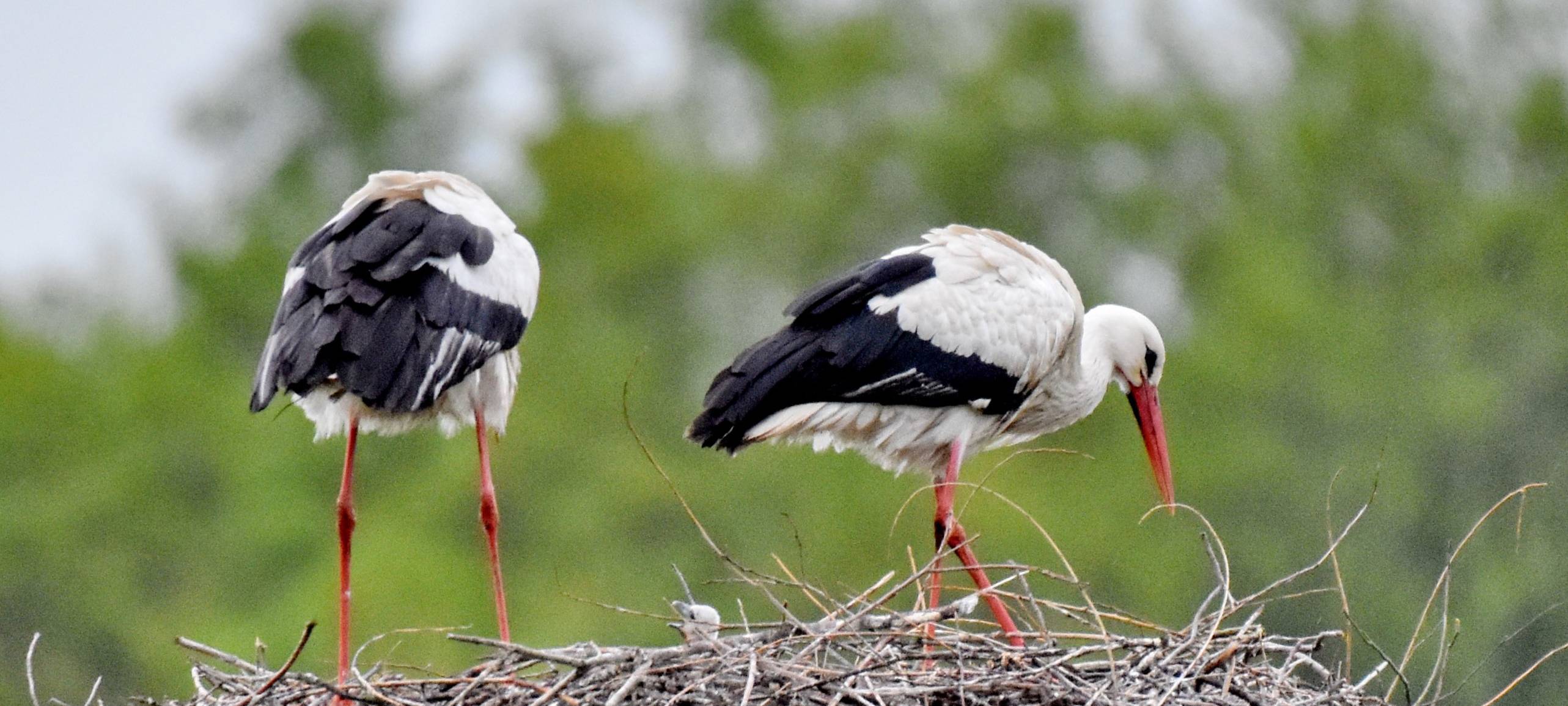 Die Störche in Hamm
