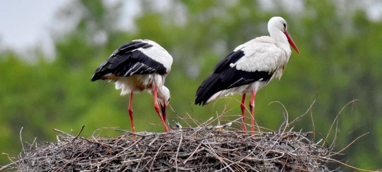 Die Störche in Hamm