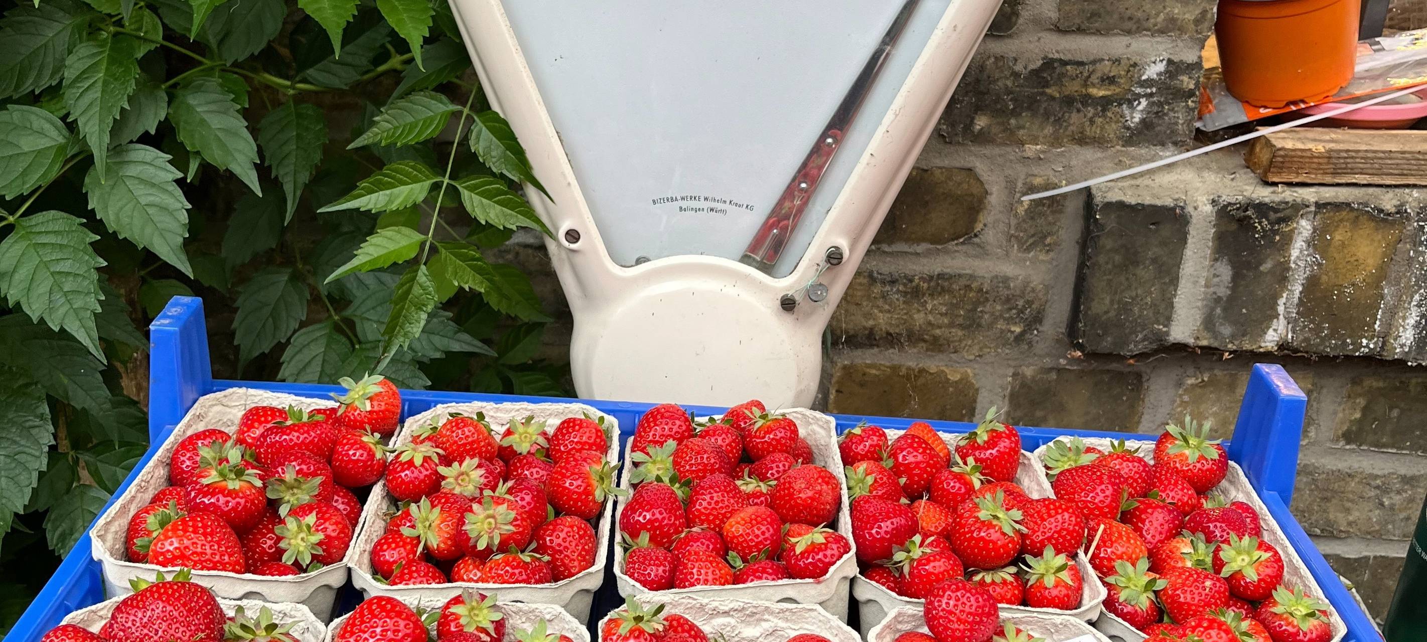 So werden Erdbeeren in Hamm geerntet