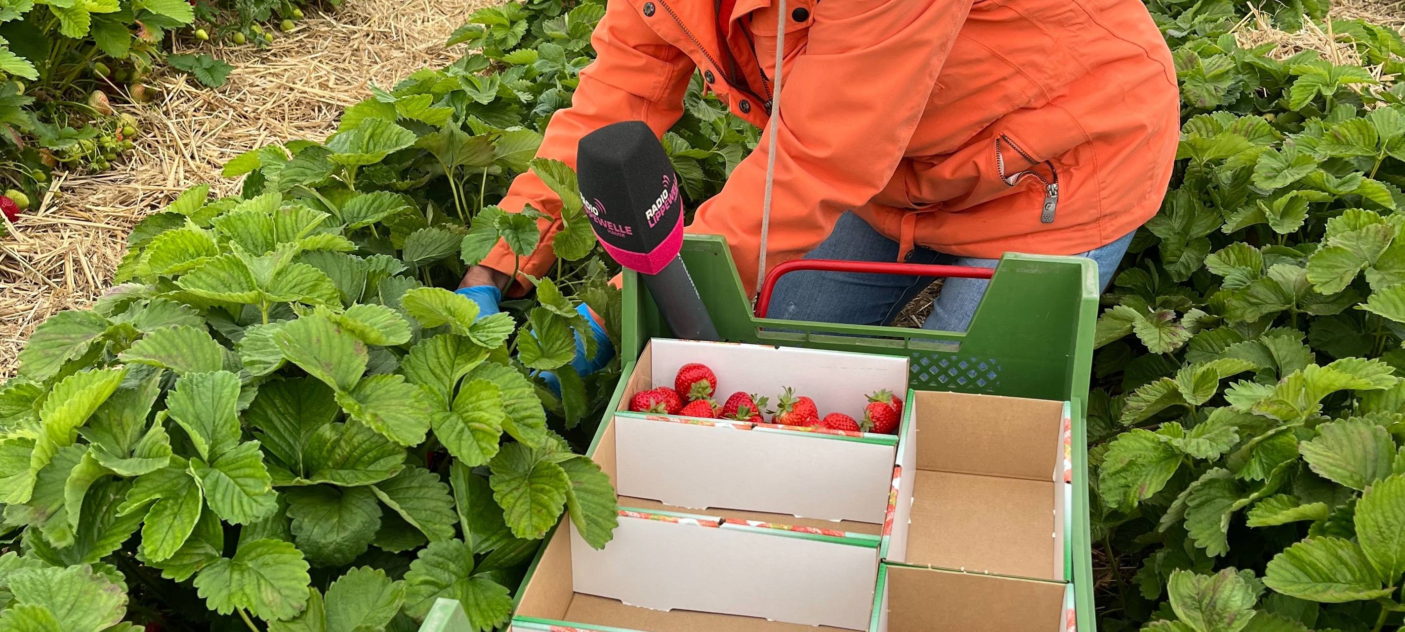 So werden Erdbeeren in Hamm geerntet